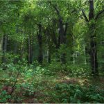 kingdom come deliverance screenshot 4K