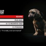 Overwatch Puppy Rumble