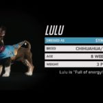 Overwatch Puppy Rumble