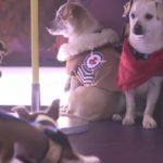 Overwatch Puppy Rumble