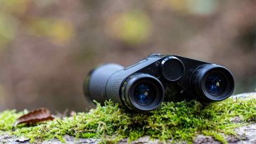 binocolo su tronco con muschio
