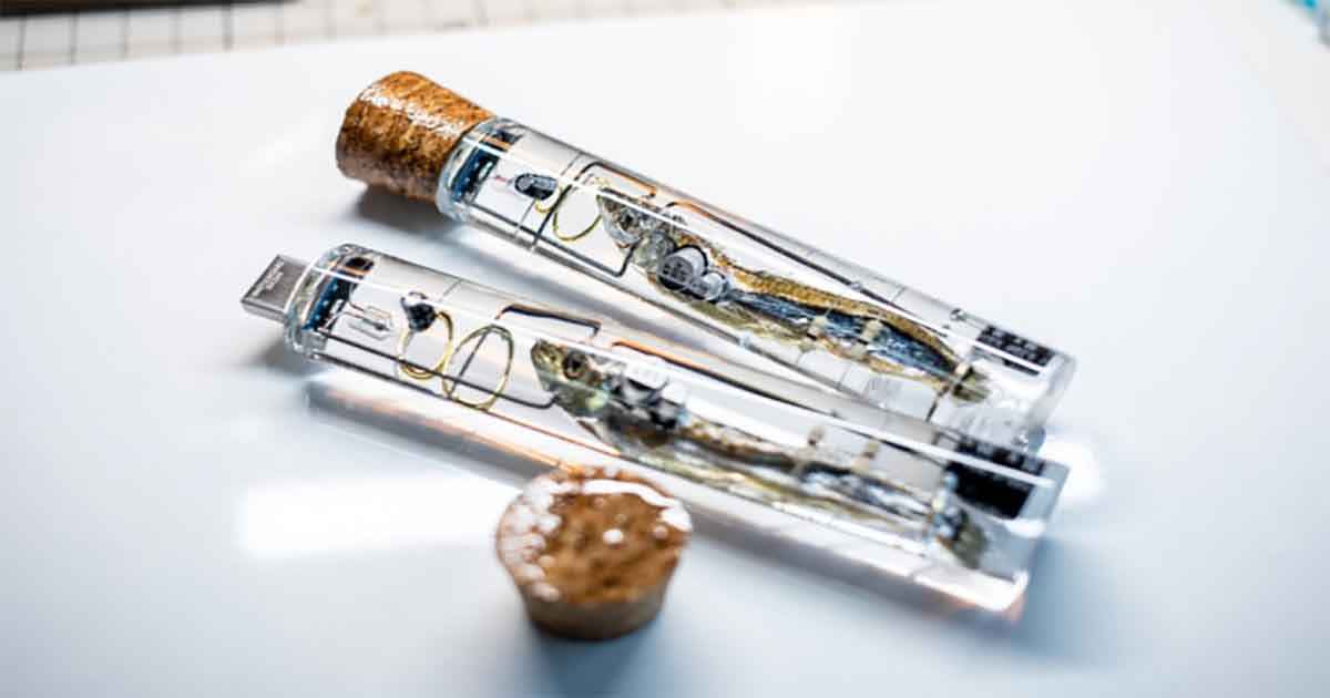 Ragazzo giapponese trasforma le sardine in pennette USB