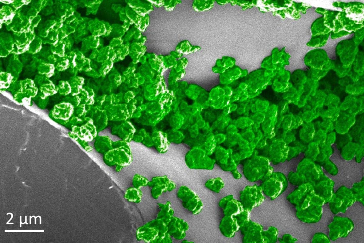 Immagine al microscopio in cui è possibile vedere le nanoparticelle che sono state aggregate sulla superficie del tessuto mesofillo spugnoso all'interno delle foglie della pianta.