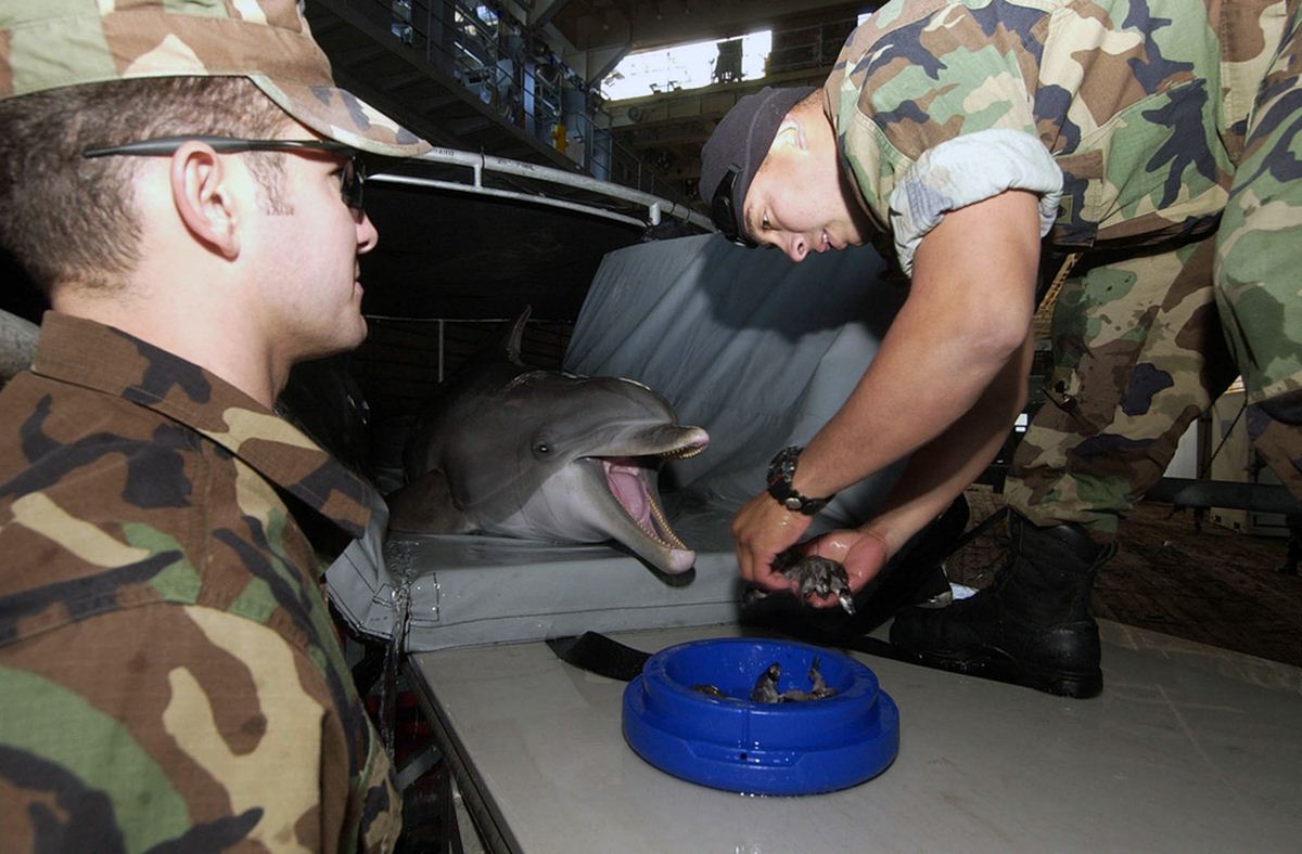 Dei soldati danno da mangiare ad un delfino steso su un materassino.