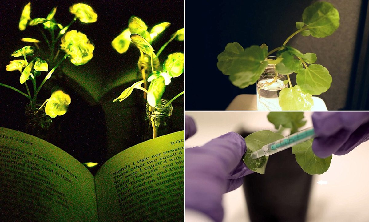 Collage di foto in cui vediamo gli scienziati manipolare le foglie di una pianta, poi utilizzata per illuminare durante una sessione di lettura notturna.