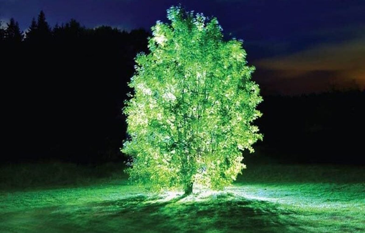 Un albero luminescente al centro di un prato in piena notte