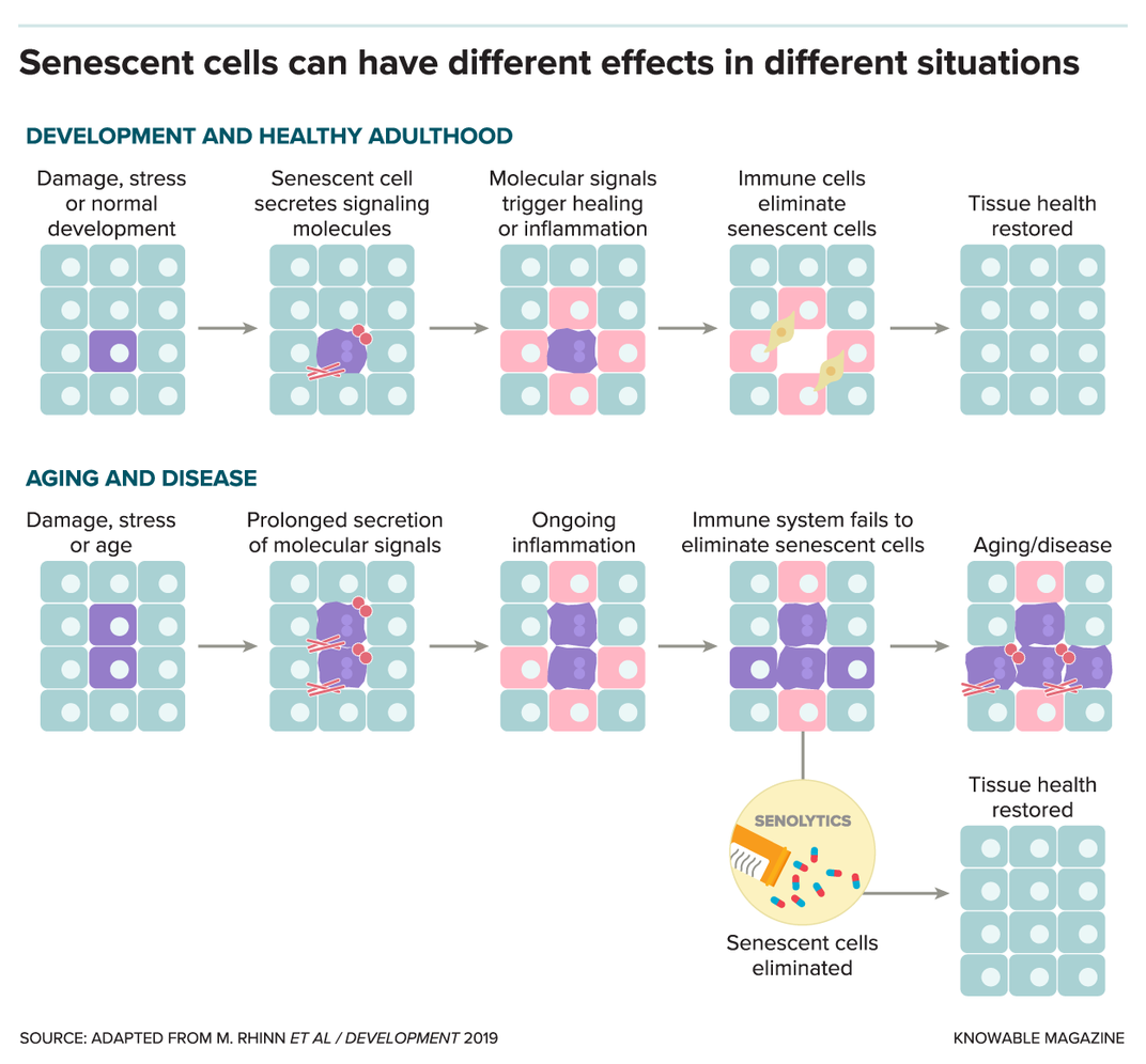 Un grafico che mostra gli effetti delle cellule "senescenti"