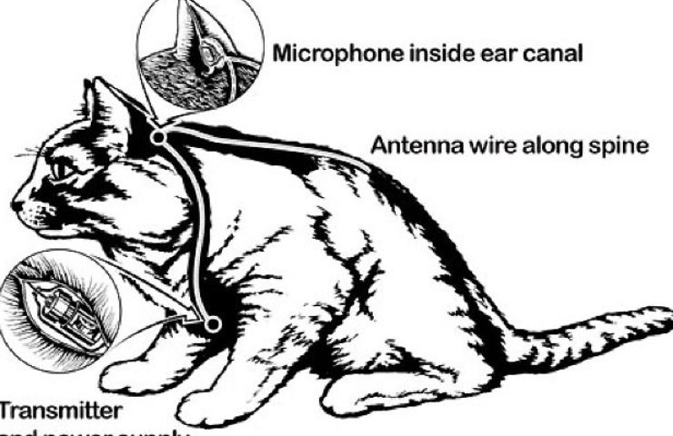 gatto spia usato dalla CIA