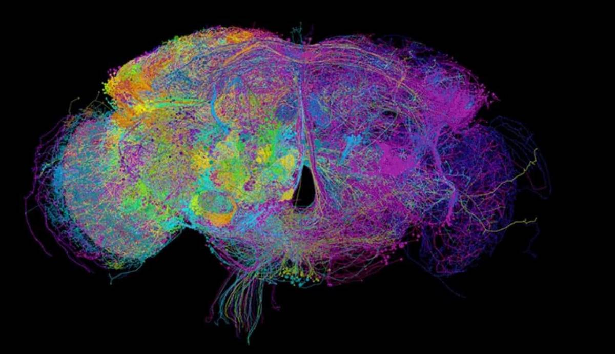 Rappresentazione 3D del cervello del moscerino della frutta in stato larvale.