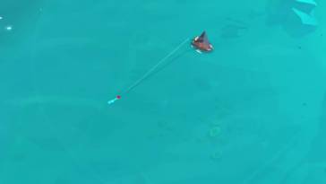 Creatures of the Deep