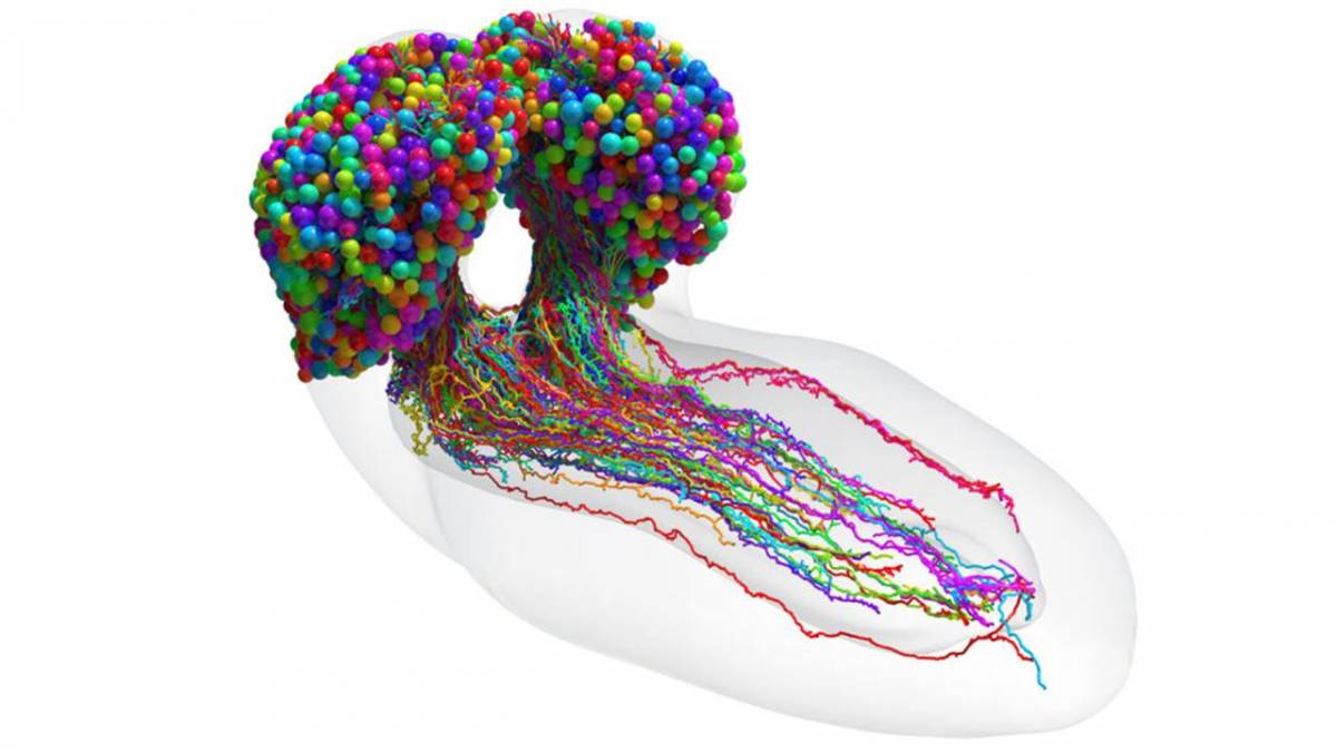 Mappa 3D del cervello del moscerino.