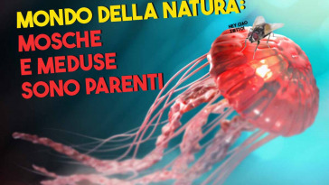le mosche e le zanzare sono imparentate