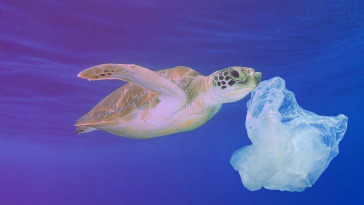 allarme inquinamento da microplastiche
