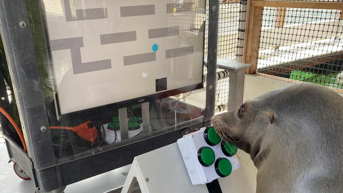 La foca Spike gioca a un videogioco muovendo un cursore attraverso un labirinto.