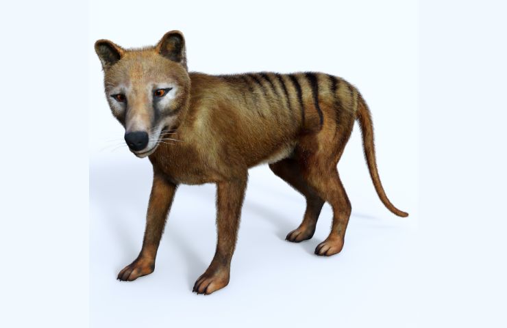 thylacine