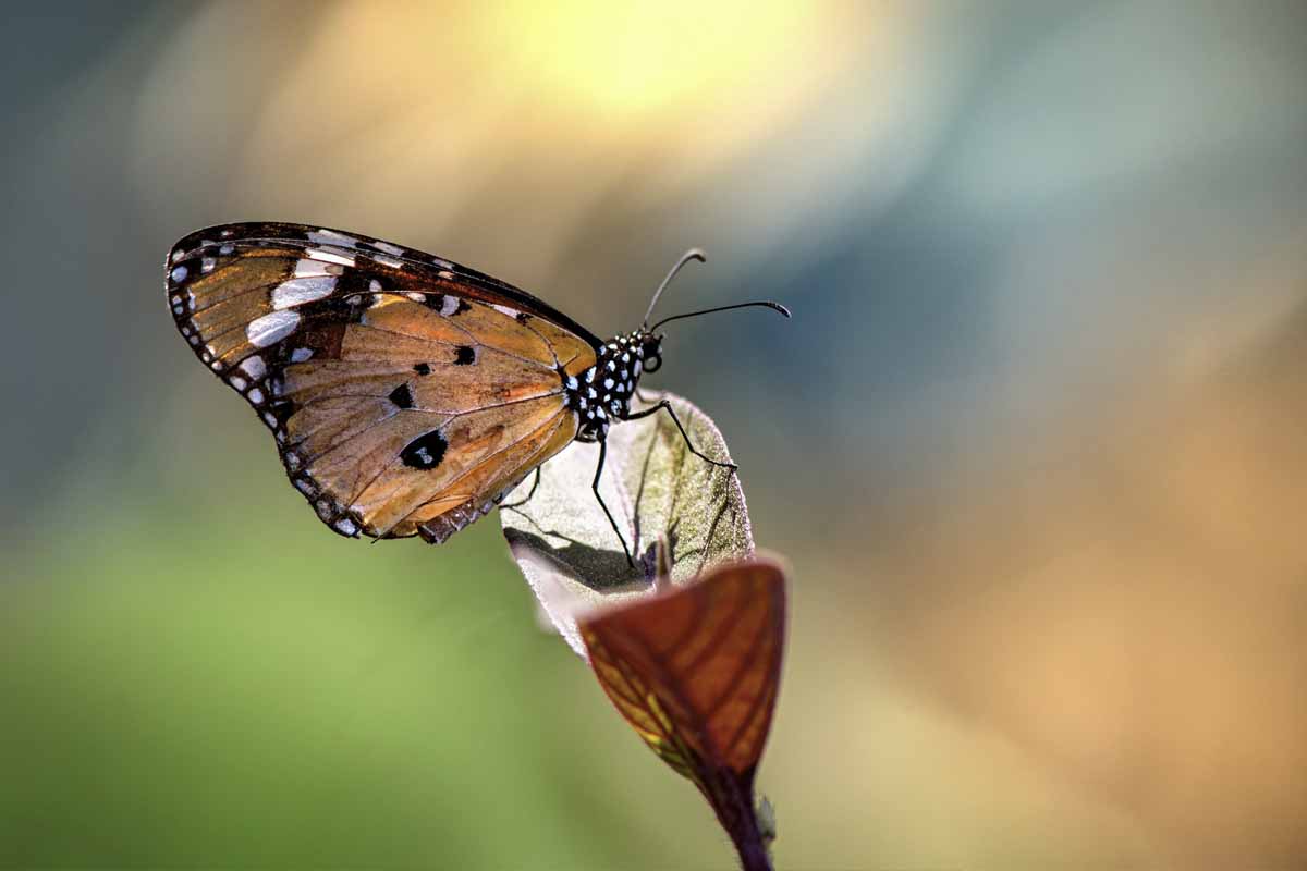 Metamorfosi di una farfalla