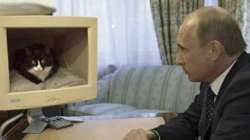 Putin con il pc con un gattino