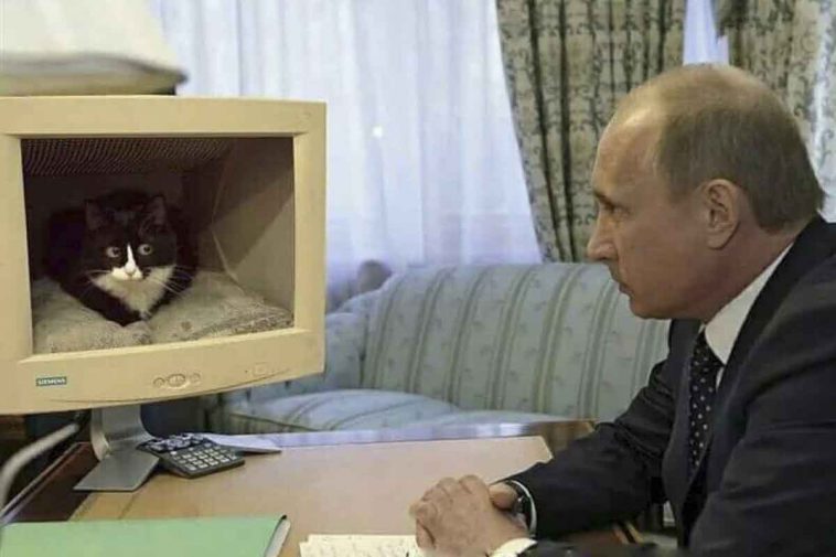 Putin con il pc con un gattino