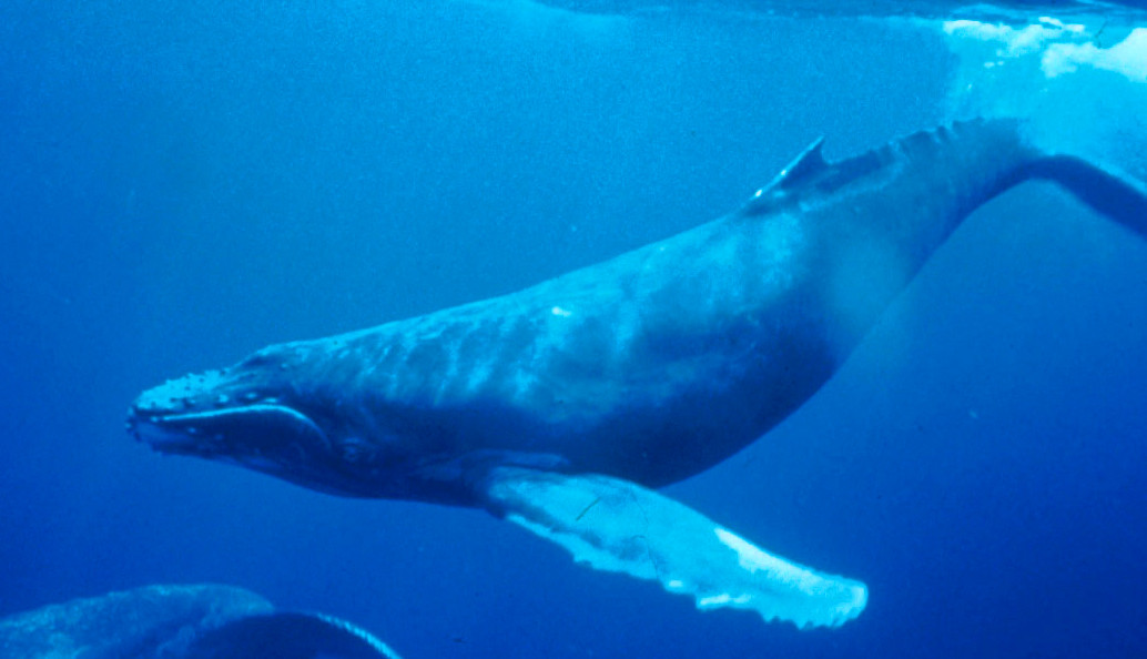 Le megattere sono tra i cetacei più diffusi al mondo, e ora possiamo parlare con loro!