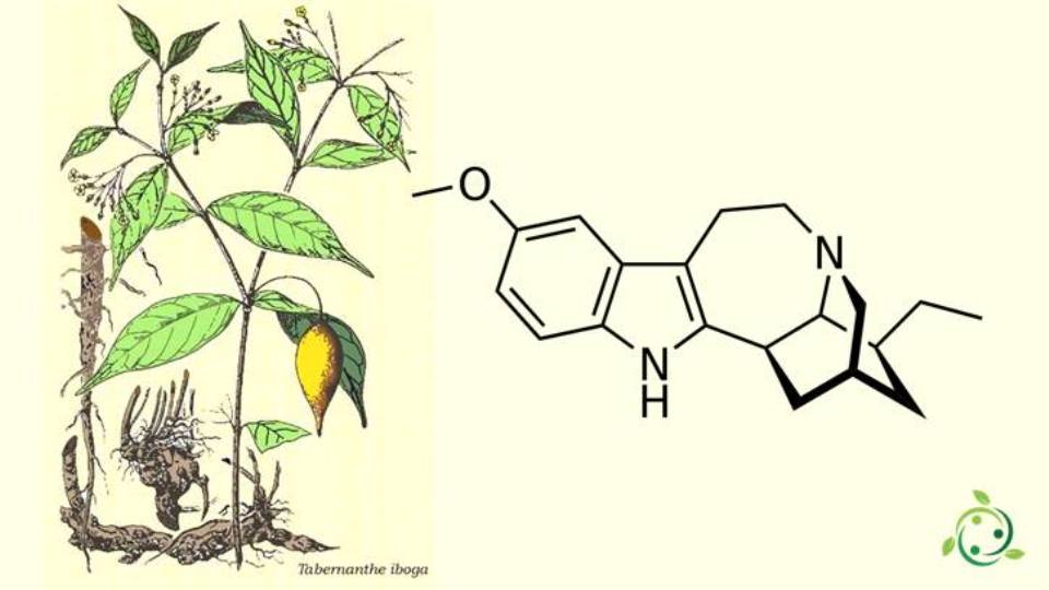 L'ibogaina potrebbe essere la frontiera della lotta al PTSD