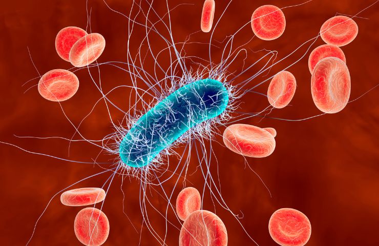 escherichia coli
