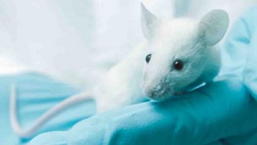 topino da laboratorio