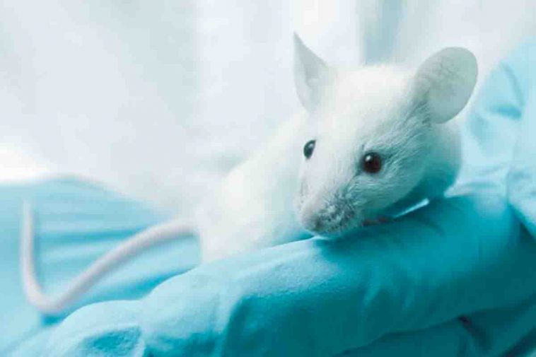 topino da laboratorio