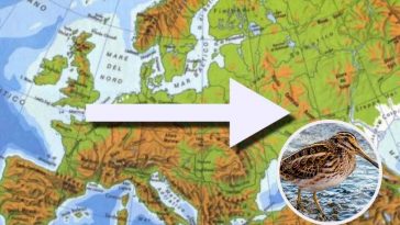 Mappa d'Europa: uccello migratore