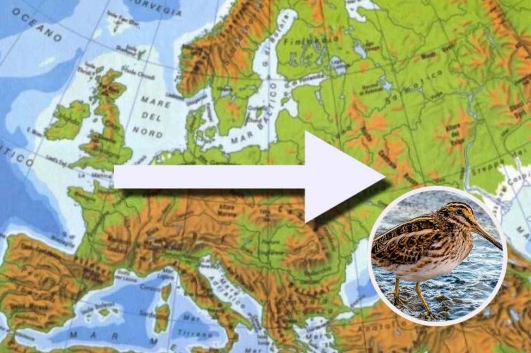 Mappa d'Europa: uccello migratore