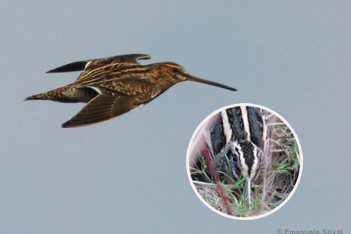 Frullino: l'uccellino che vola per mille chilometri