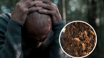 Un uomo spaventato nel bosco e, in evidenza, dei grilli mormoni