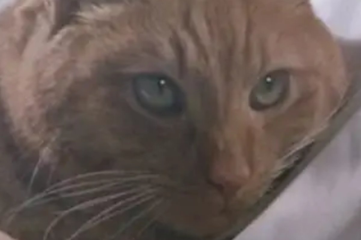 Jonsey, il gatto del film Alien