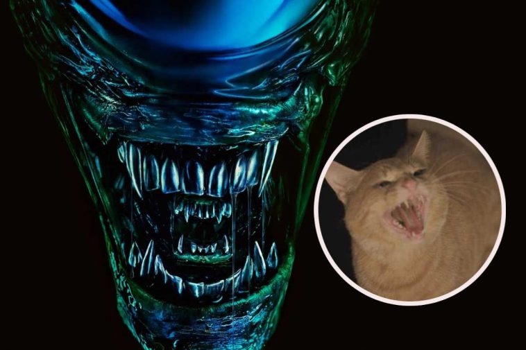 Lo xenomorfo di Alien e, in evidenza, un gatto arrabbiato