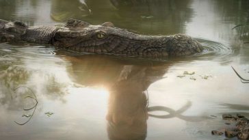 naked snake riflesso nella palude con coccodrillo