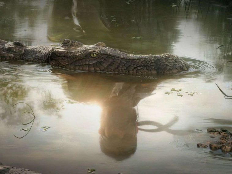 naked snake riflesso nella palude con coccodrillo