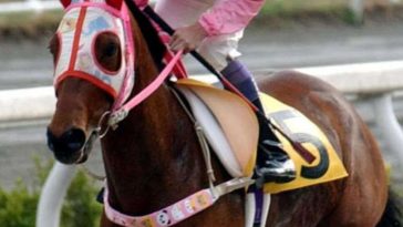 fantino con divisa rosa, cavallo con mascherina rosa