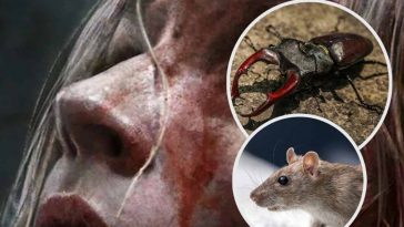 Una scena di un film horror, un topo e uno scarafaggio