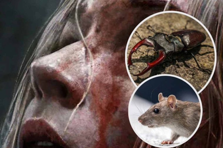 Una scena di un film horror, un topo e uno scarafaggio