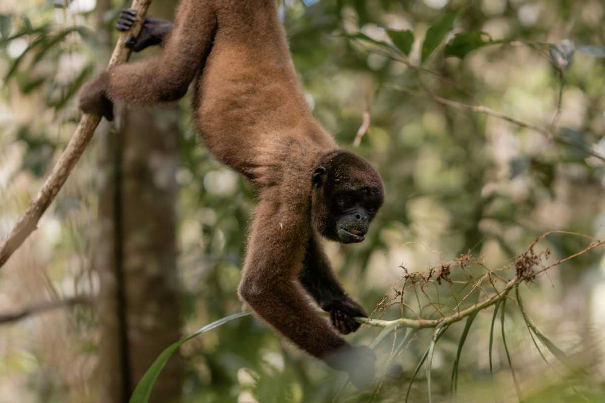 Una scimmia in Amazzonia