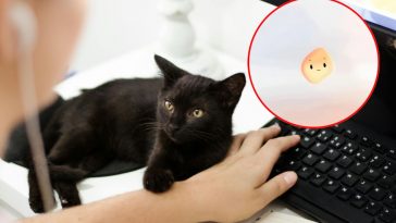 Un gatto nero appoggiato a una mano che lavora al pc e, in evidenza, Mico di Copilot