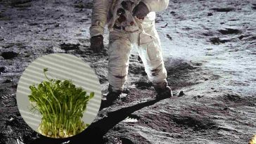 Un astronauta e, in evidenza, delle piantine di tè