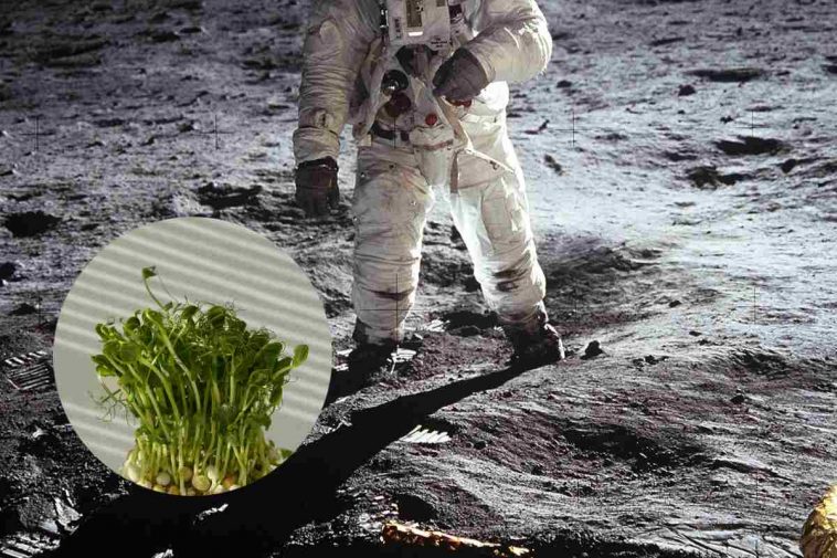 Un astronauta e, in evidenza, delle piantine di tè