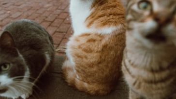 Dei gattini su un marciapiede