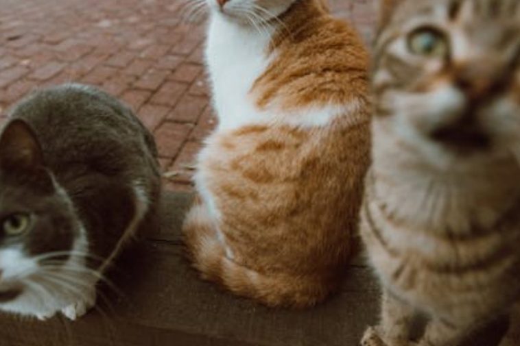 Dei gattini su un marciapiede