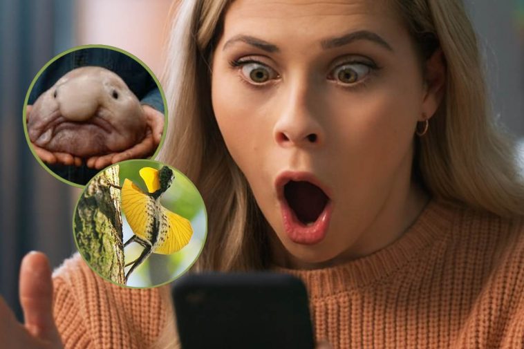 Una ragazza guarda stupita il cellulare e, in evidenza, due animali molto strani