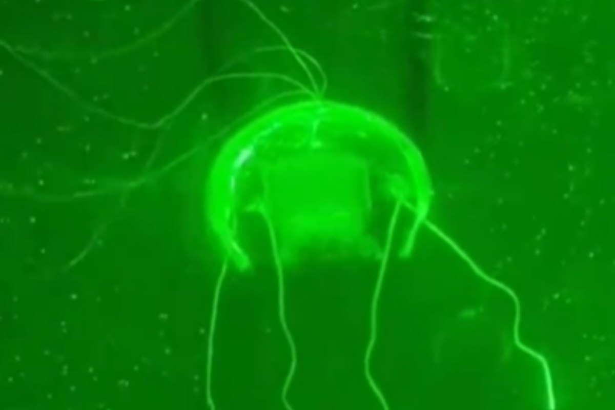 La medusa robot AI progettata dai cinesi