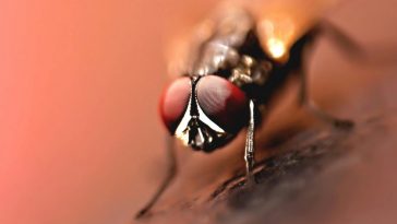 Una mosca vista da vicino