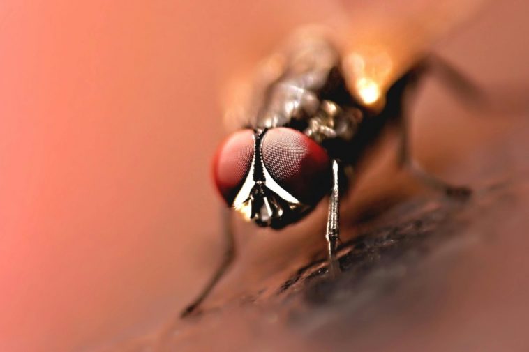 Una mosca vista da vicino