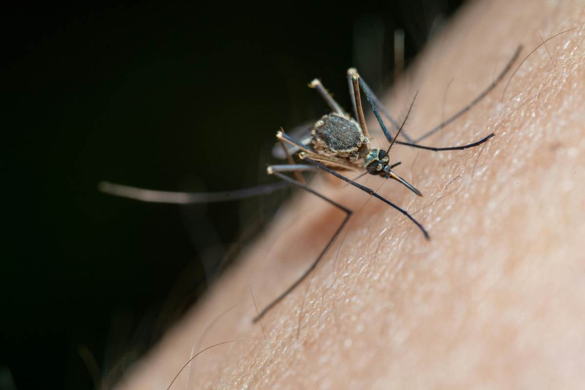 Una zanzara che punge un uomo