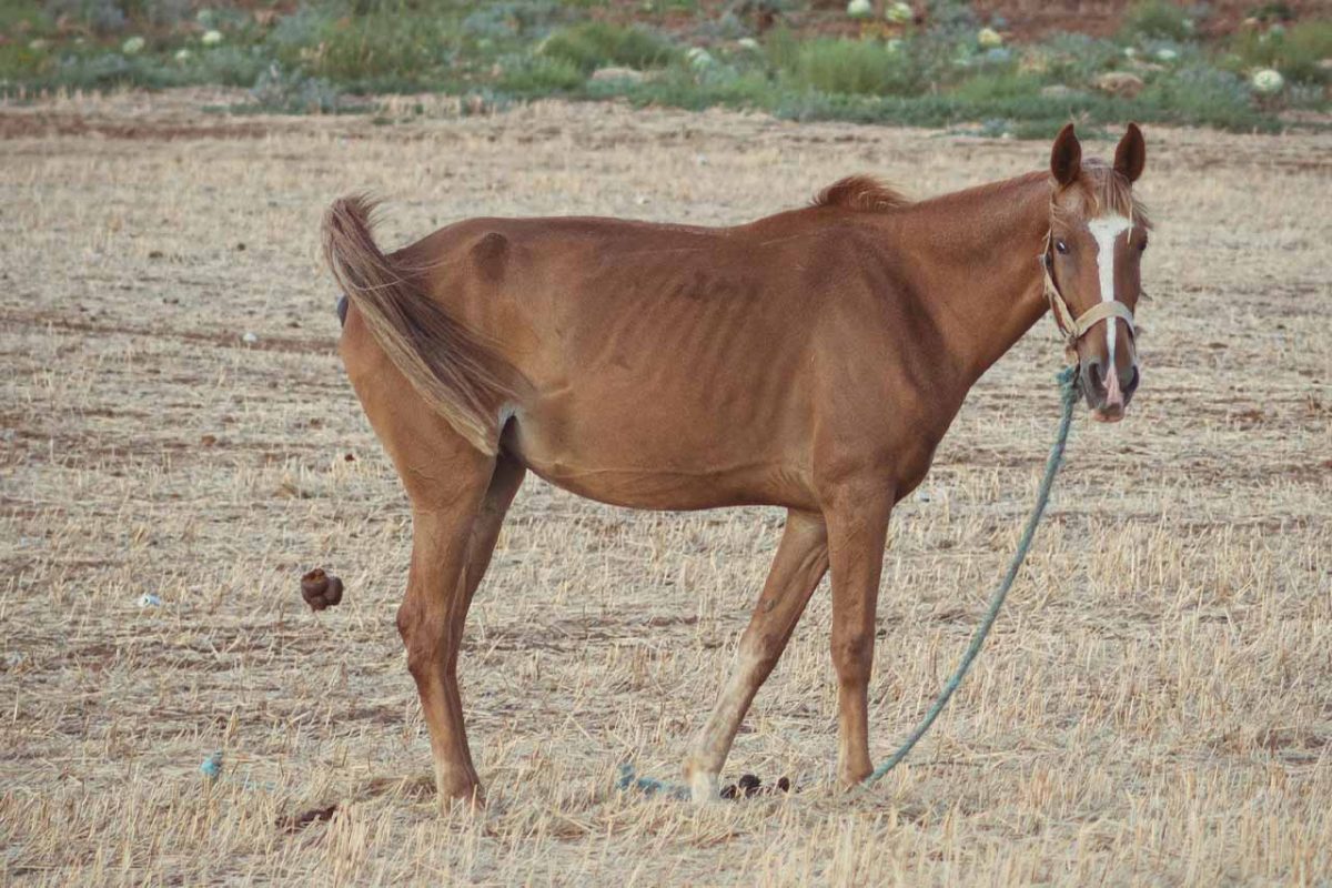 Cavallo che defeca con la coda alzata